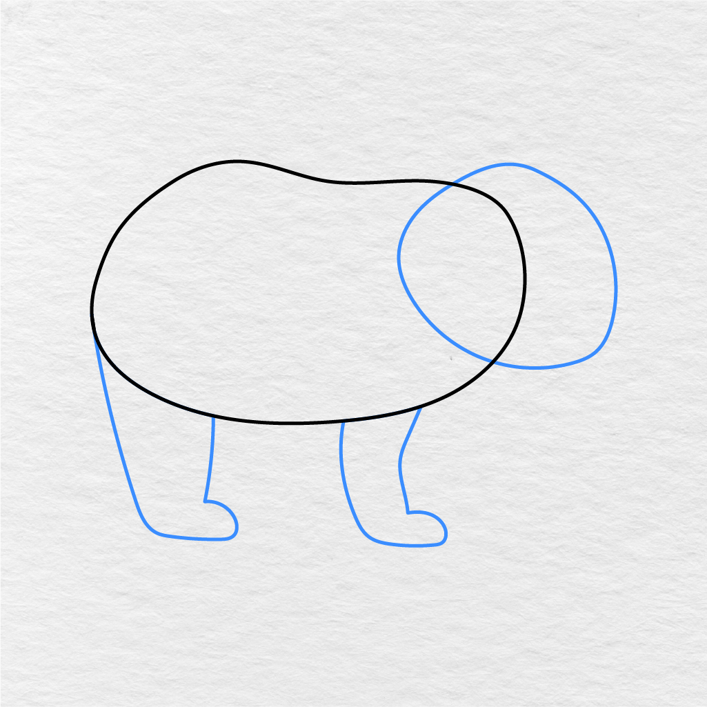 Step 2 Showing How To Draw A Bear With The Head And Main Legs Added.