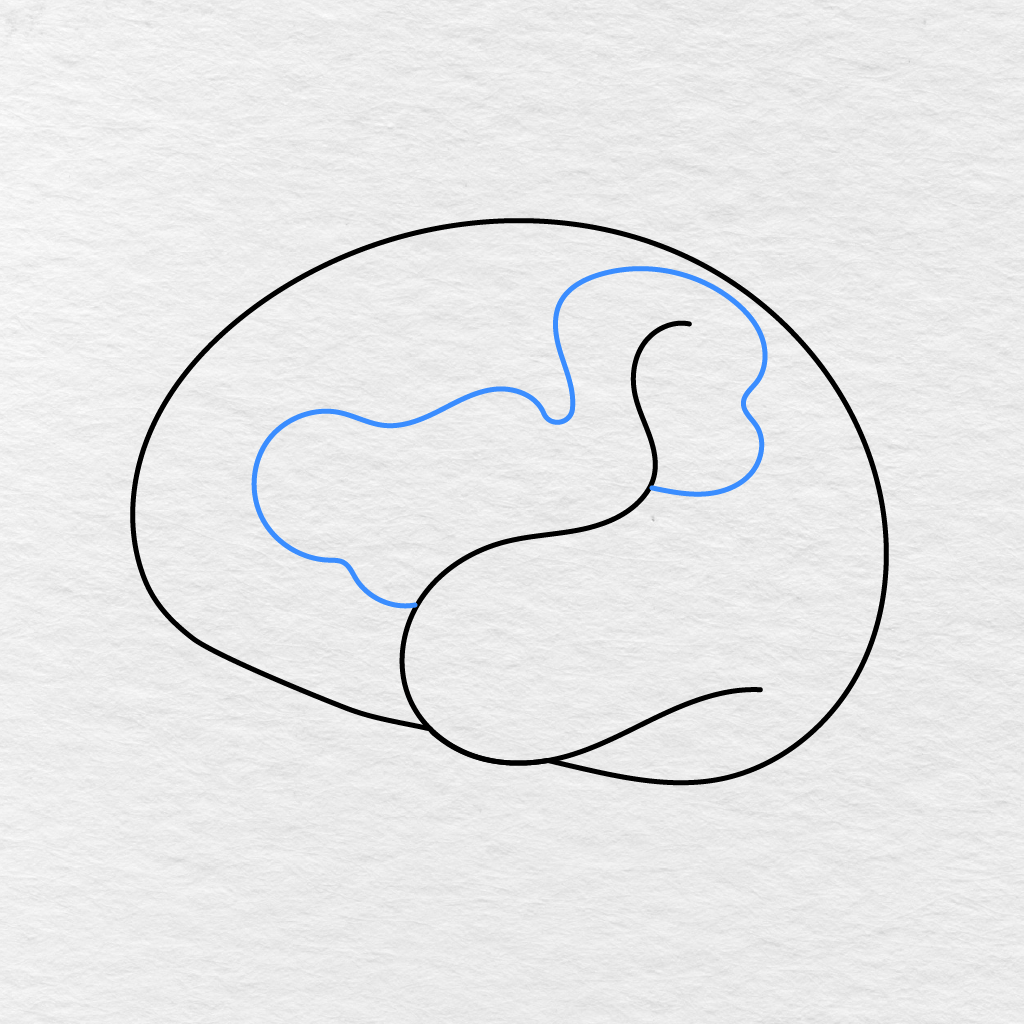 Step 3 Showing A Large Wavy Fold Drawn Through The Center Of The Brain.
