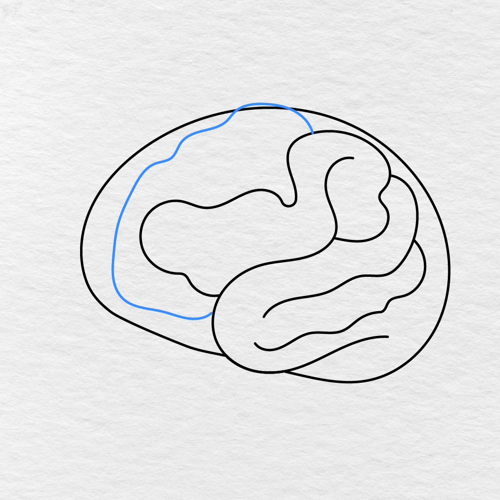 Step 6 Showing A Large Winding Fold Drawn Along The Left Side Of The Brain.