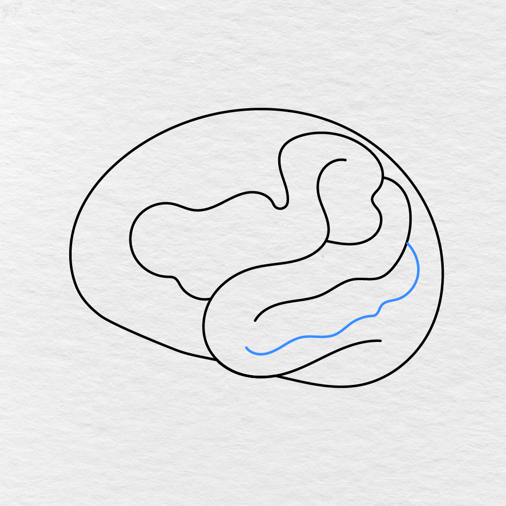 Step 5 Showing A Wavy Fold Added Across The Lower Part Of The Brain.