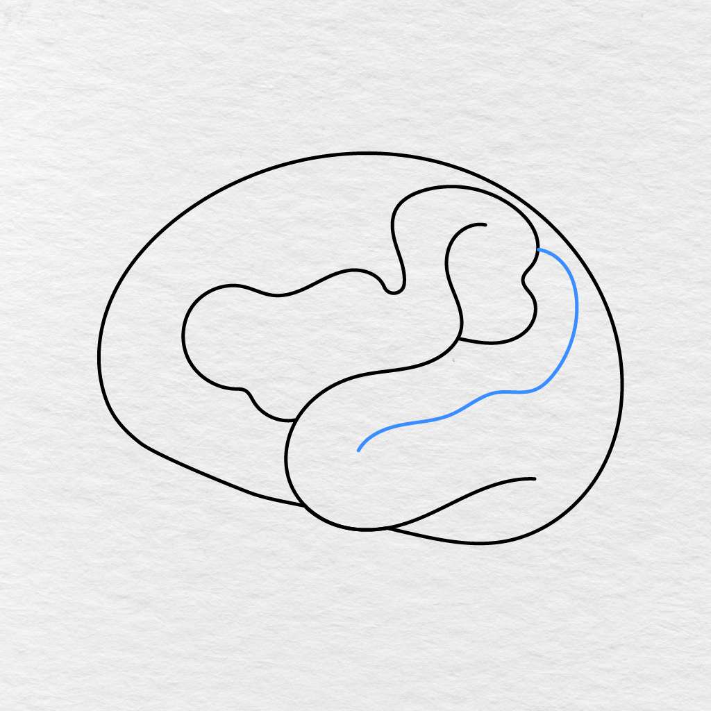 Step 4 Showing A Long Curved Fold Added Along The Right Side Of The Brain.