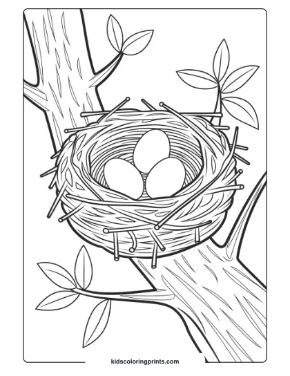 A Bird's Nest With Two Eggs On A Tree Branch In A Simple, Natural Bird Coloring Page For Kids.