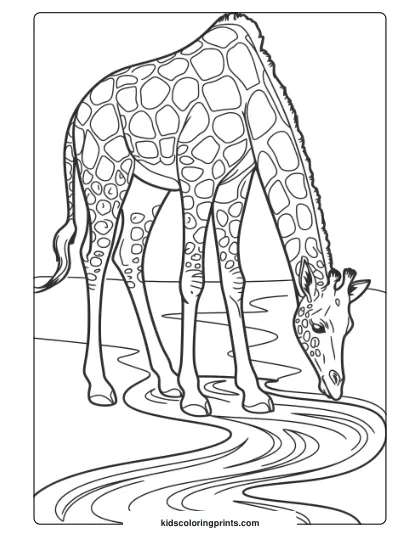 Giraffe Drinking From A Stream In A Simple Coloring Page, Perfect For Nature Enthusiasts.