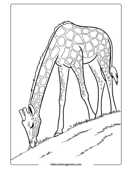 Giraffe Grazing On A Hilltop In A Natural Coloring Page, Perfect For Those Who Love Outdoor Settings.