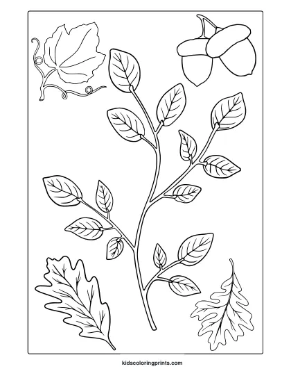 Large November Leaves Coloring Page Showing A Leafy Branch, Grape Leaf, Two Acorns, And Oak Leaves.