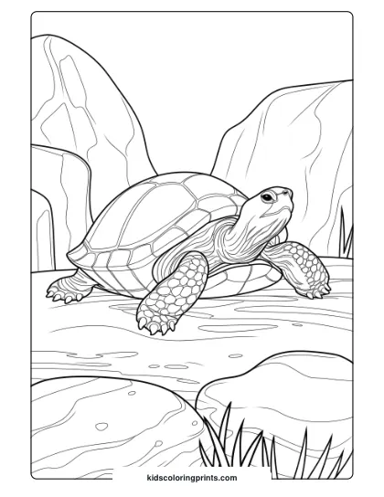 Realistic Turtle On Rocks Coloring Page, Highlighting The Turtle In A Rugged, Natural Setting.