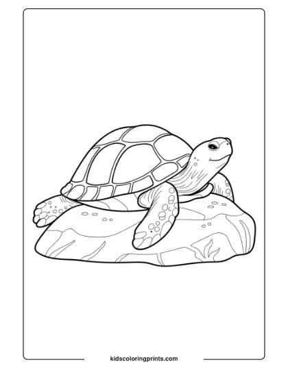 Realistic Turtle Coloring Page Showing A Turtle On A Rock, Highlighting The Turtle’s Natural Details And Serene Setting.