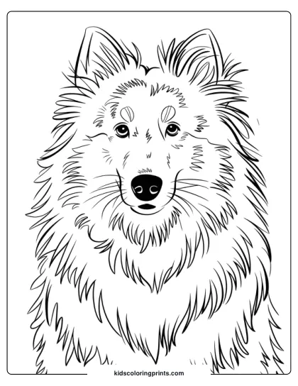 Sheltie's Fluffy Face With Expressive Eyes In A Detailed Dog Coloring Page.