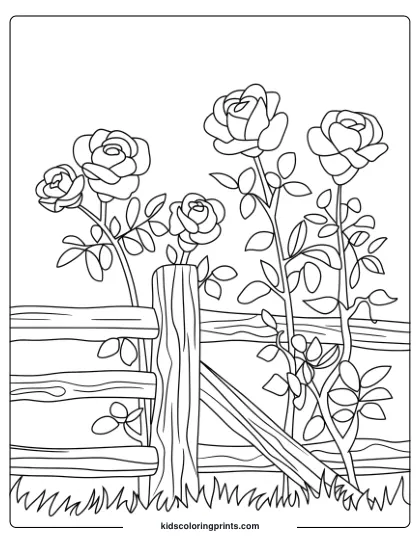 Coloring Page Of Wild Roses By A Wooden Fence, Capturing A Rustic And Natural Garden Scene With Detailed Blooms.